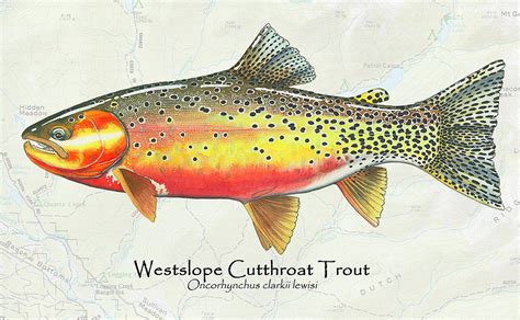 Westslope Cutthroat Trout Painting by Kerry Pride