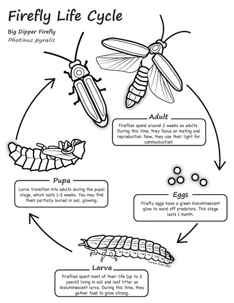 Firefly Life Cycle Diagram