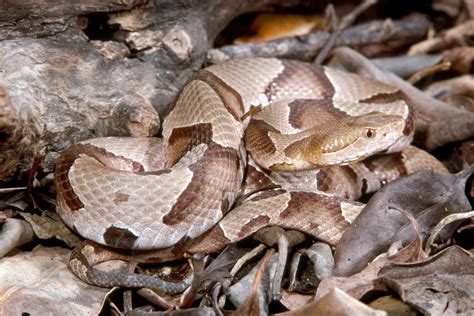 Eastern Copperhead – Florida Snake ID Guide