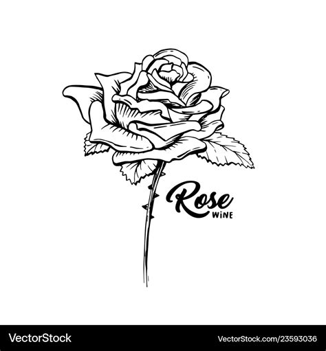 Rose flower hand drawn ink pen Royalty Free Vector Image