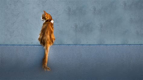 Wallpaper ID: 15761 / cat, red, wall, sitting, looks, back, tail, 4k free download