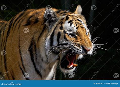 Roaring Tiger Stock Image - Image: 5044101