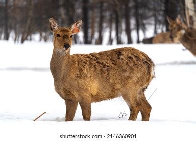 Spotted Reindeer Their Natural Habitat Walks Stock Photo 2146360901 | Shutterstock