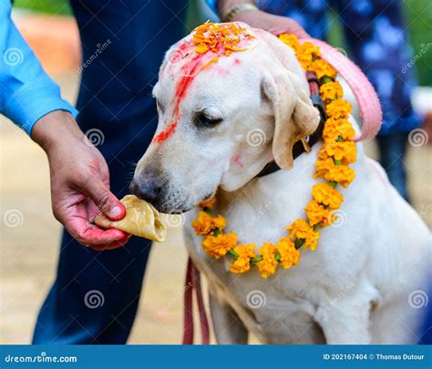 Nepal Dog Festival 2024 - Milli Suzanne