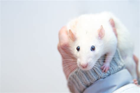 Unique Pet Rat Names: The Best Curated List to Choose From!