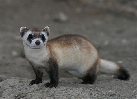 Black-footed ferret - Simple English Wikipedia, the free encyclopedia