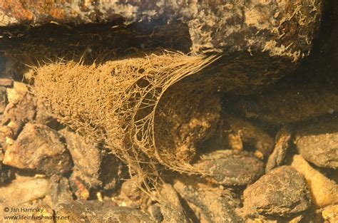 Caddisfly larvae (order Trichoptera) | LIFE IN FRESHWATER