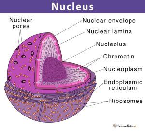 Cell Nucleus: Definition, Structure, & Function, with Diagram