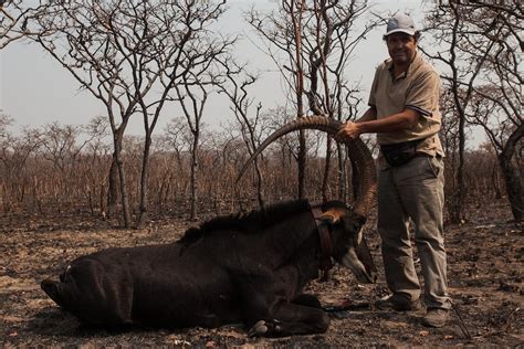 Giant Sable Antelope, Malanje Province, Angola | Whitley Award