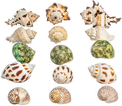 Hermit Crab Shells | 15 Assorted Growth Shells 0.5"-1.25" | Opening Size 0.35"-1" - Walmart.com ...