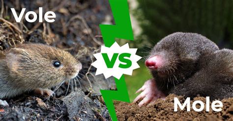 Vole vs Mole: The 7 Key Differences - AZ Animals