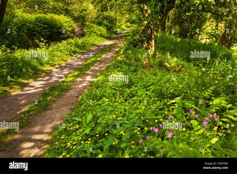 Swansea Canal, Pontardawe, Wales Stock Photo - Alamy