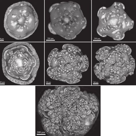 Schematic diagrams of androecium development and androecial sector... | Download Scientific Diagram