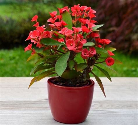 Crown Of Thorns Plant Care (Euphorbia Milii) - Smart Garden Guide