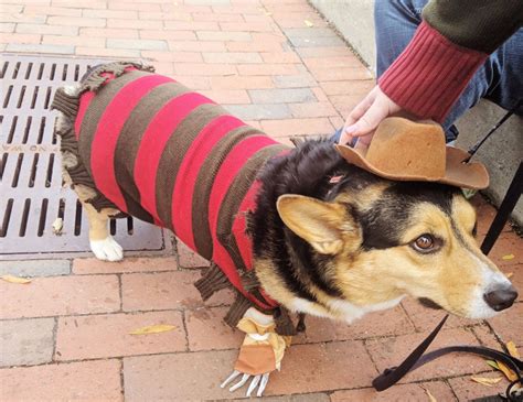 Corgi Costumes For Halloween! - Uncustomary