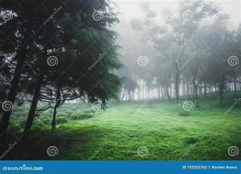 Forest Rain and Fog in the Forest Stock Photo - Image of hill, nature: 153253762