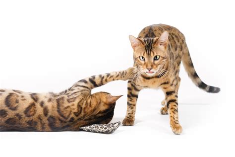 Bengal Cats playing Free Photo Download | FreeImages