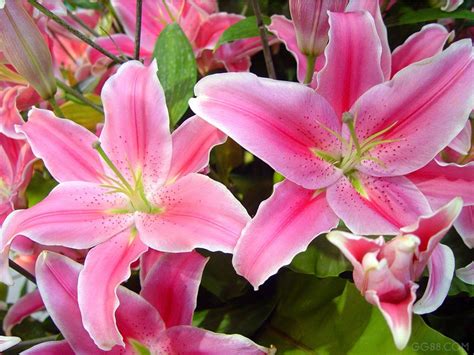 flowers for flower lovers.: lily flowers.