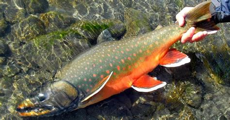 Dolly Varden Trout - Fishes World - HD Images & Free Photos