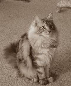 Maine Coon Cat Grooming Tips and Tricks