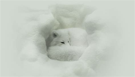 facts about arctic foxes fur Arctic foxes wallpapers potret berwarna hewan alami albino axolotl