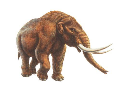 Mastodon Facts, Habitat, Pictures and Diet