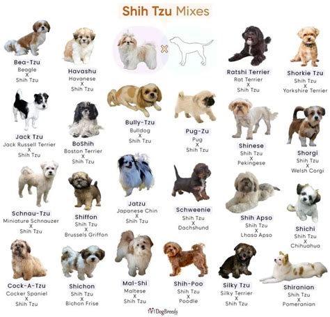 Shih Tzu Mixes: Popular Breeds and Characteristics in 2024 | Shih tzu mix, Shih tzu, Shih tzu poodle