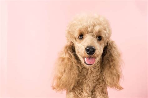 10 Simple Steps to Grooming Your Poodle At Home