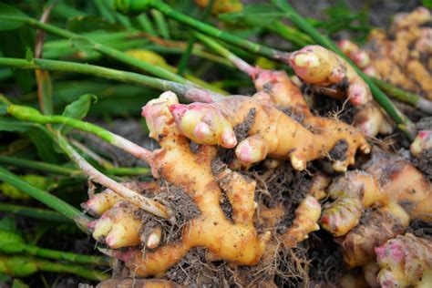 This Is How To Harvest Ginger Without Bruising Or Damaging The Plant ...