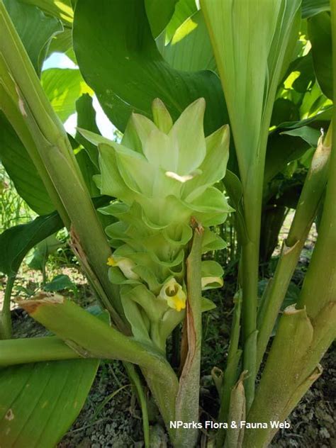 Turmeric Plant Curcuma Longa Medicinal Root Sow Exotic | ubicaciondepersonas.cdmx.gob.mx