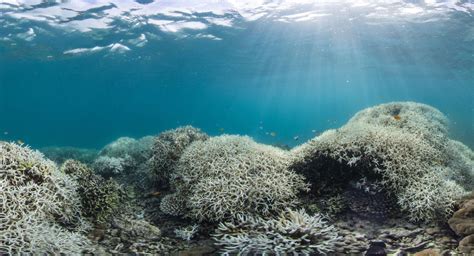 Coral Bleaching - Great Barrier Reef Foundation