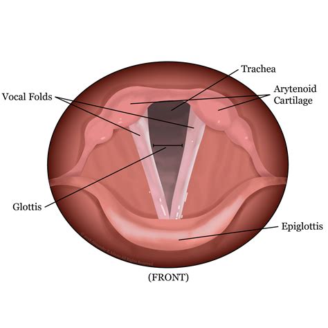 Learn to Love Your Folds - Anatomy of Your Voice, Pt. 1 — Blog