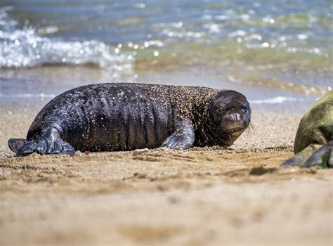 Hawaiian Monk Seal pup | Backcountry Gallery Photography Forums