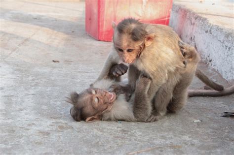 Premium Photo | Two playful monkeys fighting