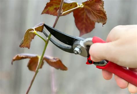 The Ultimate Guide to Pruning Blackberries (+ Video) – The Fruit Grove