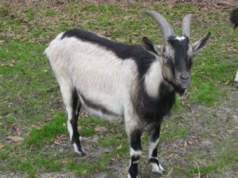 10 Best Dairy Goat Breeds