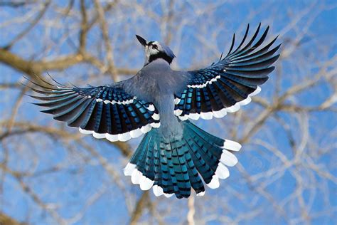 Bluejay in flight | Blue jay bird, Blue jay, Birds flying