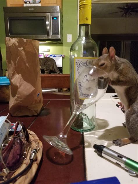 Sandy squirrel : r/squirrels