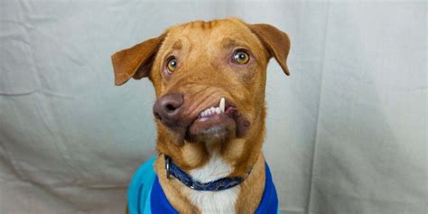 This Sweet Dog Was Abandoned Due to His Deformed Face