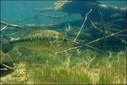 Largemouth Bass Habitat Has Certain Requirements To Insure Survival