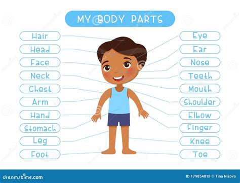 Human Body Parts Poster For Kids