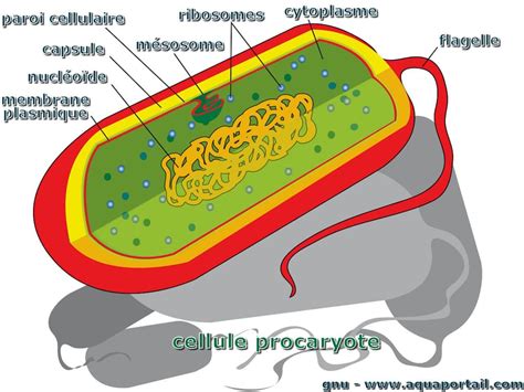 Paroi cellulaire : définition et explications