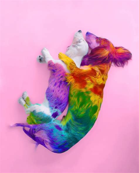 Rainbow Dog Wallpapers - Wallpaper Cave