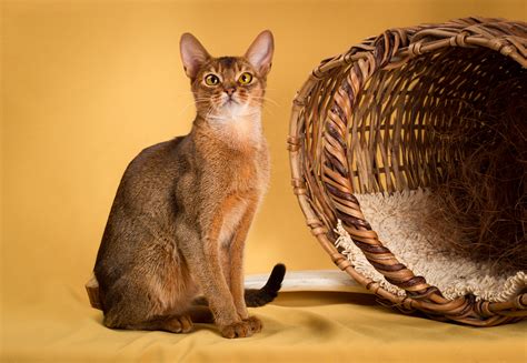 What is the personality of an Abyssinian cat? - AbyssinianCat.org