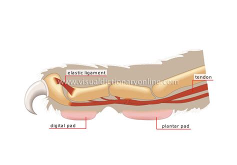 ANIMAL KINGDOM :: CARNIVOROUS MAMMALS :: CAT :: EXTENDED CLAW image ...