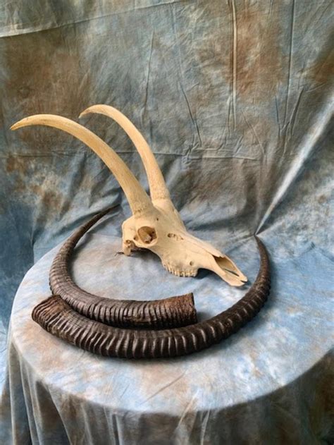 Large SABLE ANTELOPE HORNS with Full Skull African Hunting | Etsy