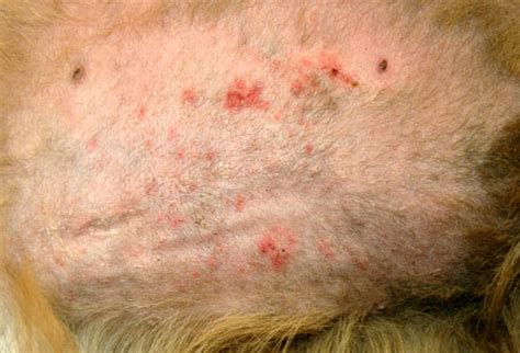 Allergic Skin Disease - Whitehorse Veterinary Hospital