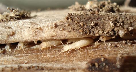 Termite Prevention Pest Control in FL