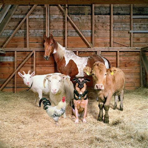 Fantastic Portraits of Farm Animals