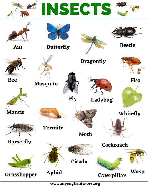 Insects: List of 20+ Names of Insects in English – My English Tutors